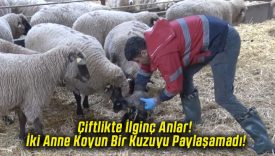 Çiftlikte İlginç Anlar! İki Anne Koyun Bir Kuzuyu Paylaşamadı!