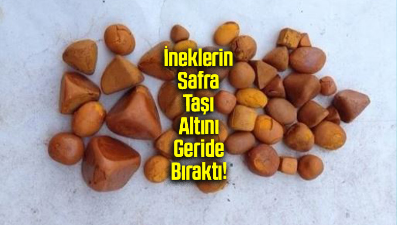 İneklerin Safra Taşı Altını Geride Bıraktı!