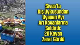 Sivas’ta Kış Uykusundan Uyanan Ayı Arı Kovanlarına Saldırdı