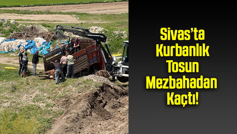 Sivas’ta Kurbanlık Tosun Mezbahadan Kaçtı!